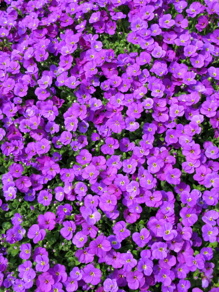 Purple small flowers close up