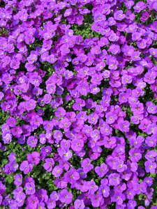 Purple small flowers close up photo