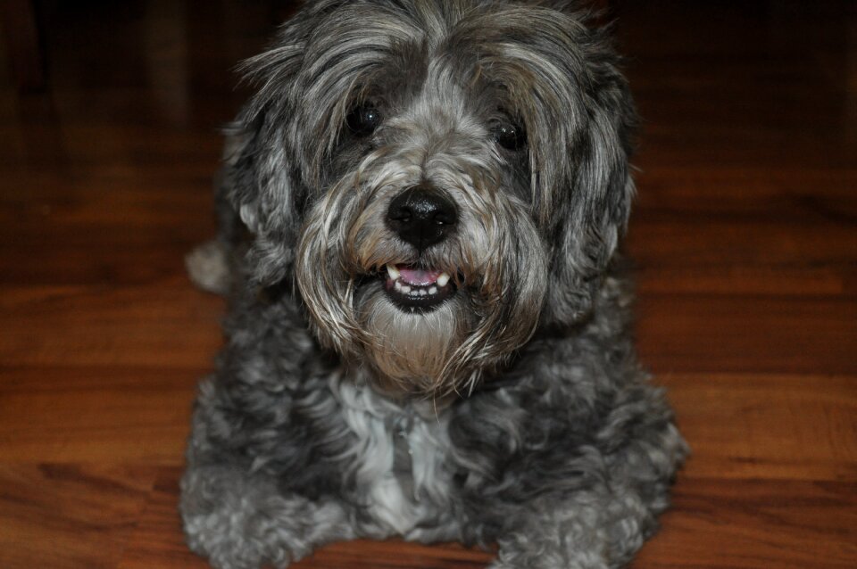 Canine domestic pet