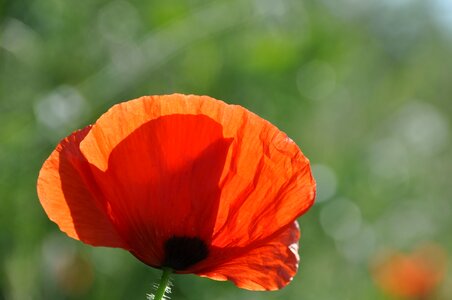 Nature flowers field