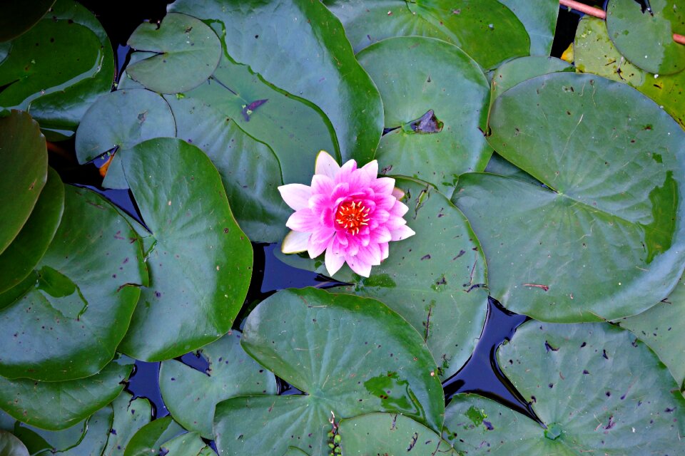 Flower water pond
