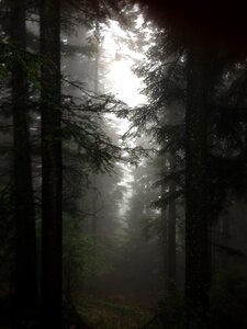 Woods autumn fog photo