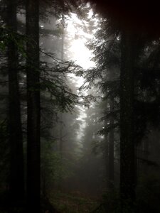 Woods autumn fog