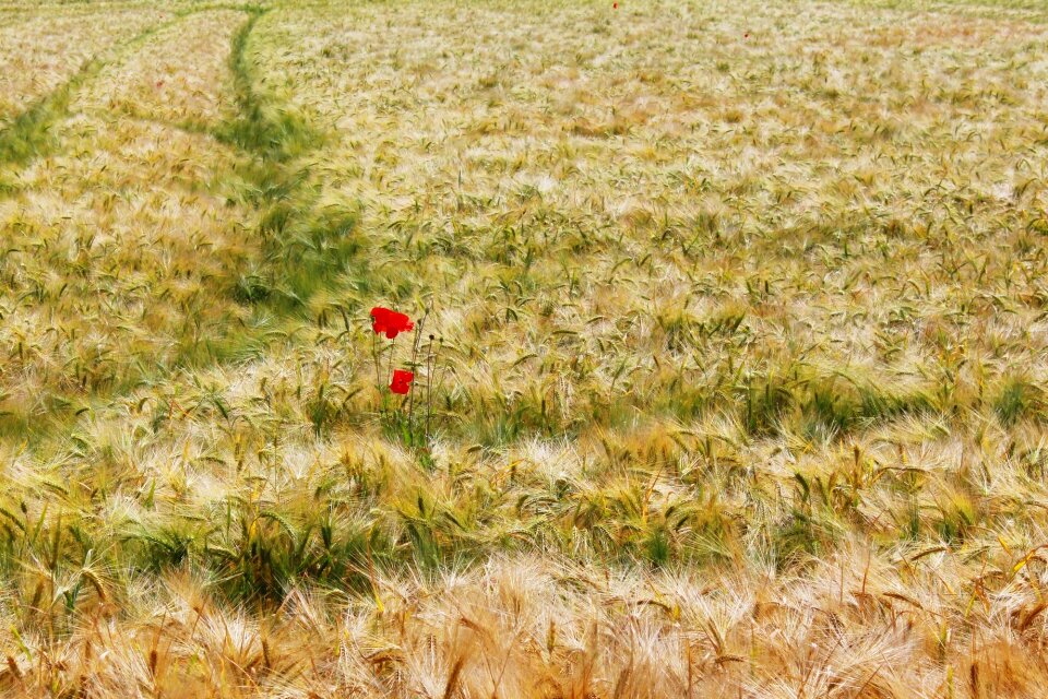 Cereals arable cornfield