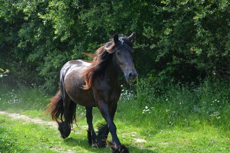 Animals animal horseback riding photo