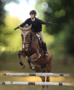 Animal beautiful jump