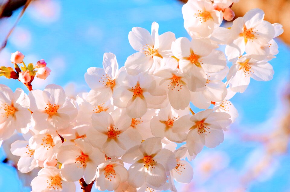 Blue sky in full bloom pink