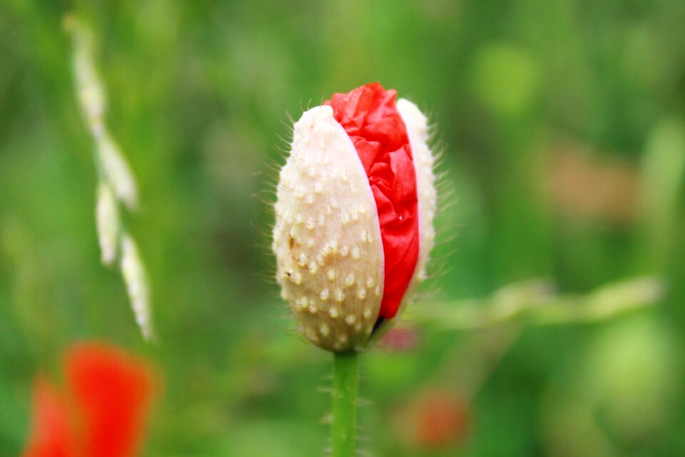 Klatschmohn flower blossom photo