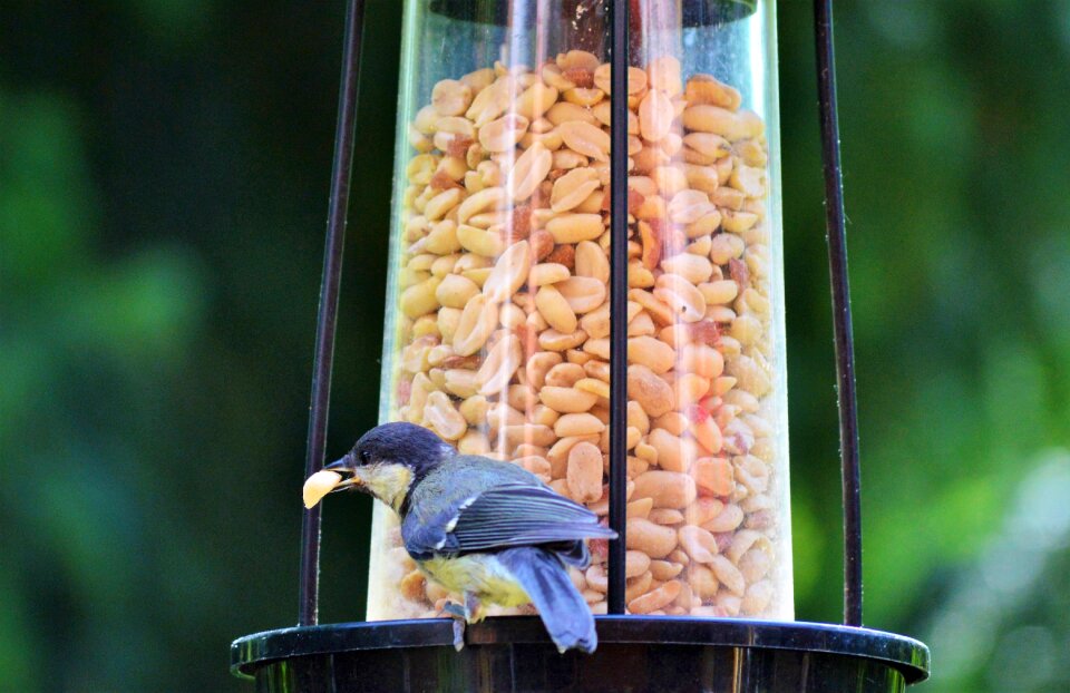 Bird foraging garden