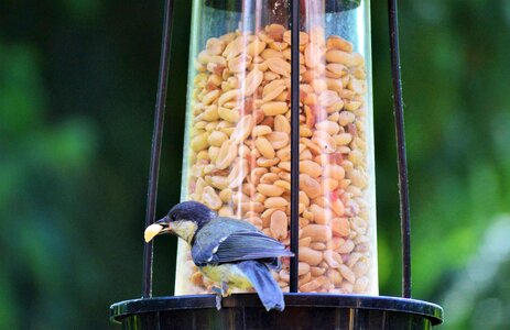 Bird foraging garden