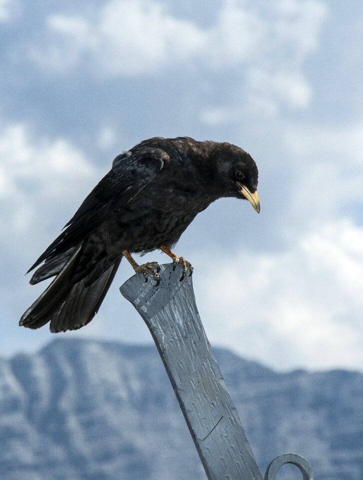 Animal alpine chough