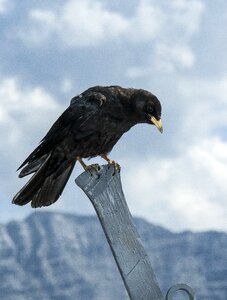 Animal alpine chough