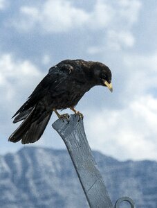 Animal alpine chough photo