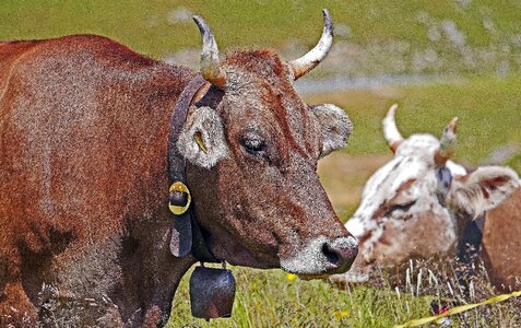 Cowboy cows mountain cattle photo