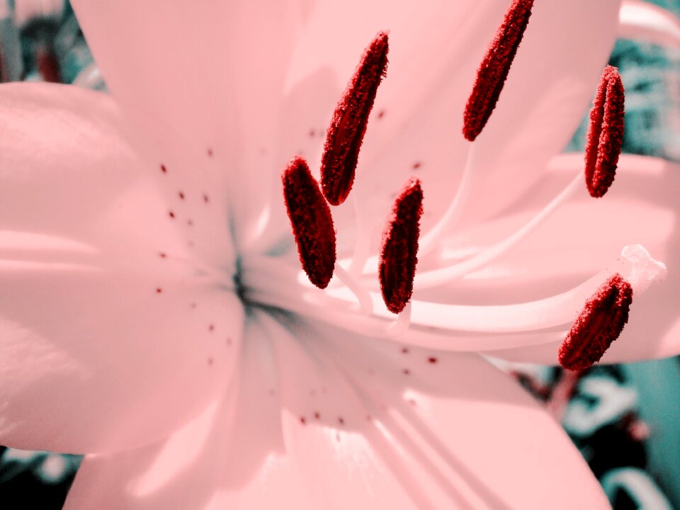 Macro gentle color
