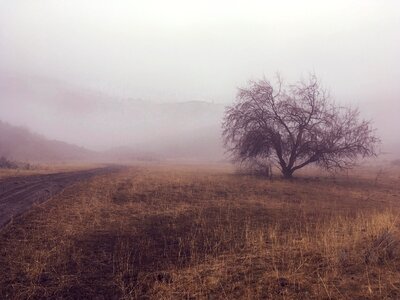 Nature mist foggy photo