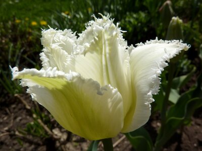 White blossom spring noble tulip