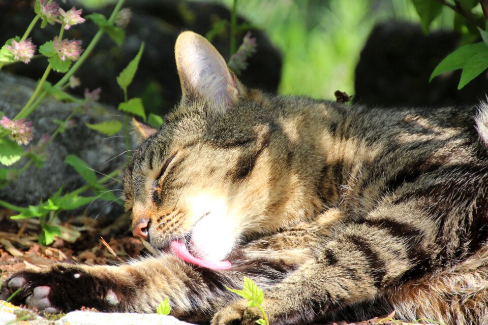 Tongue clean cleanly