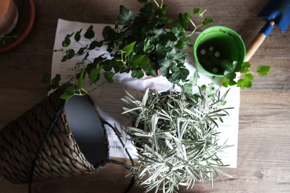 Pot pot plants table