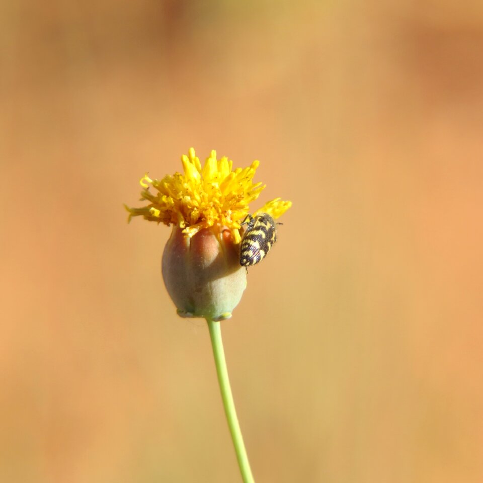 Hiking north texas orange flower
