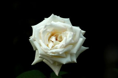 Rose flowers white rose