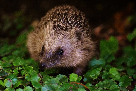 Hedgehog animal spur