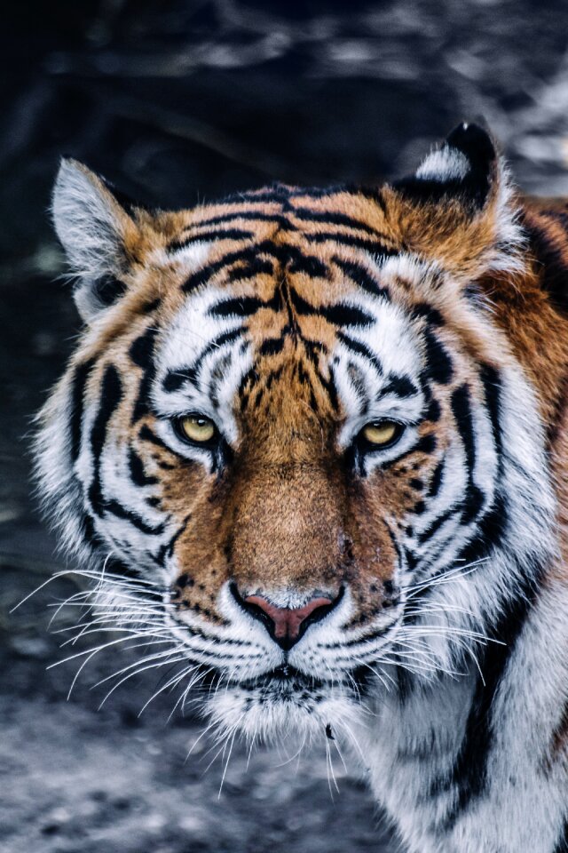 Feline predator tiger photo