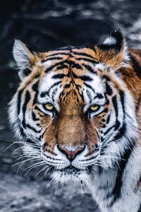 Feline predator tiger