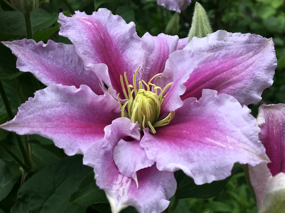 Creeper garden bloom