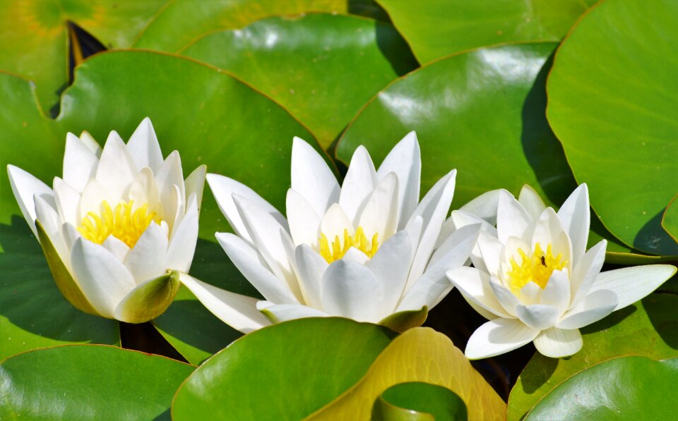 Water rose nuphar lutea pond plant