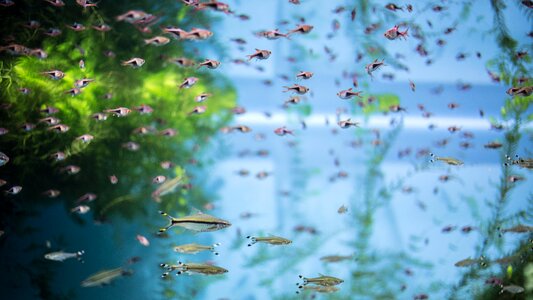 Unusual water undersea world