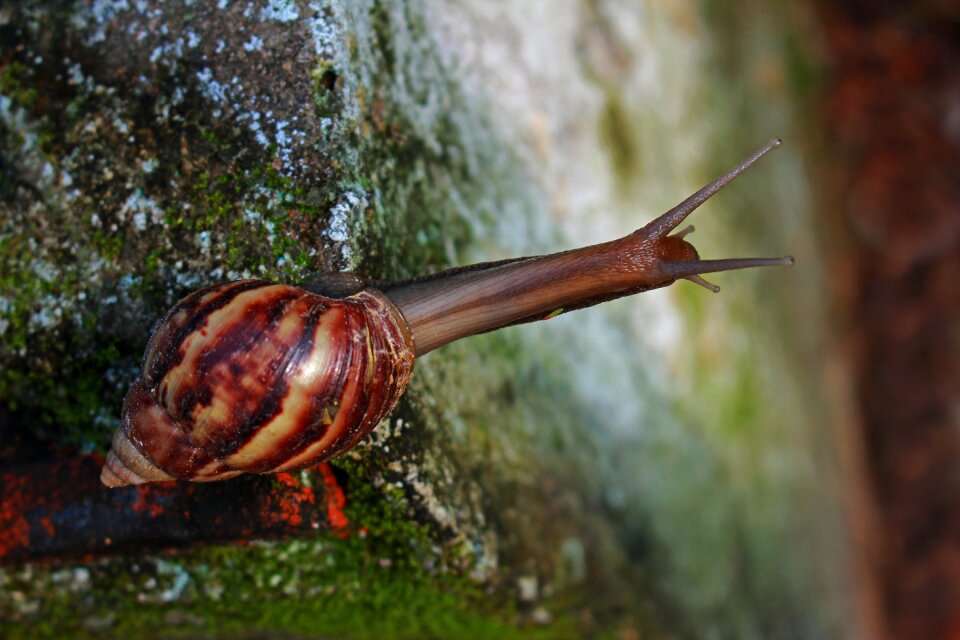The morning creature insects