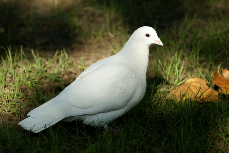Spirituality religion peace