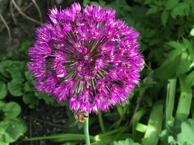 Blossom bloom purple photo