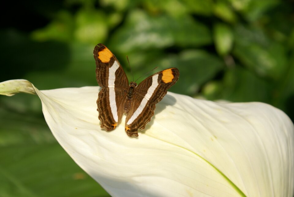 Spring wing park