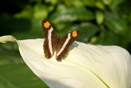 Spring wing park