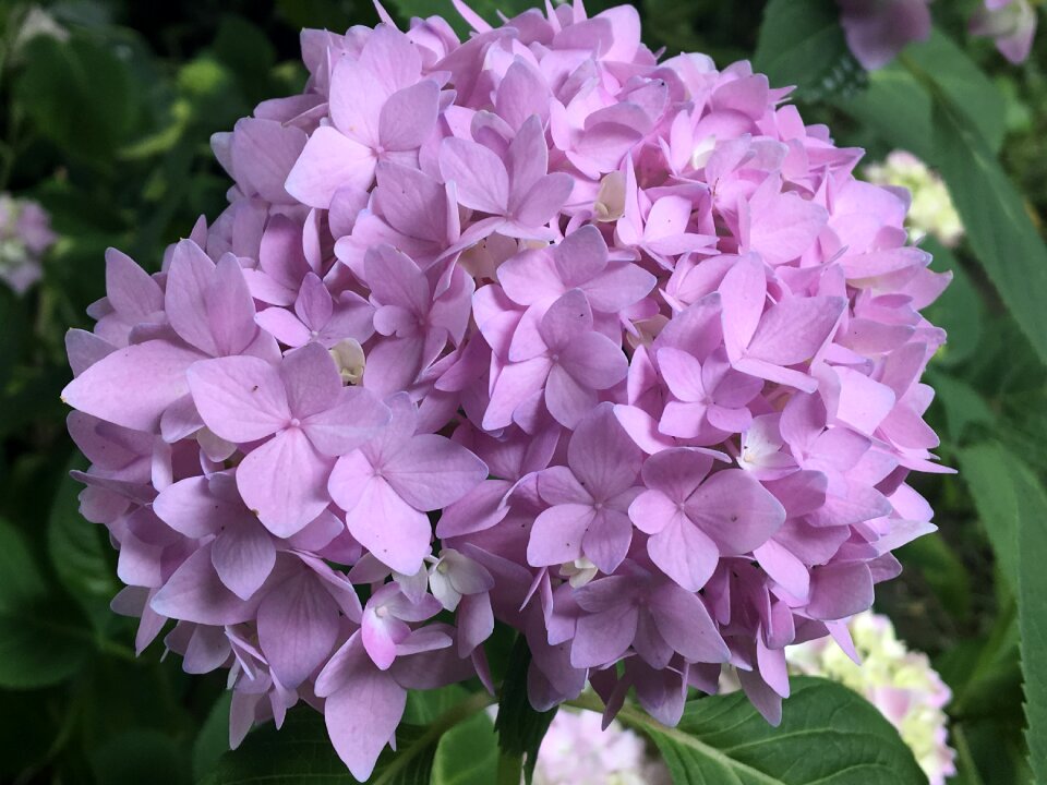 Garden blossom bloom
