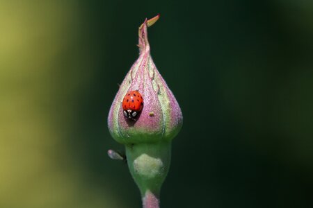 Insect flower beetle photo