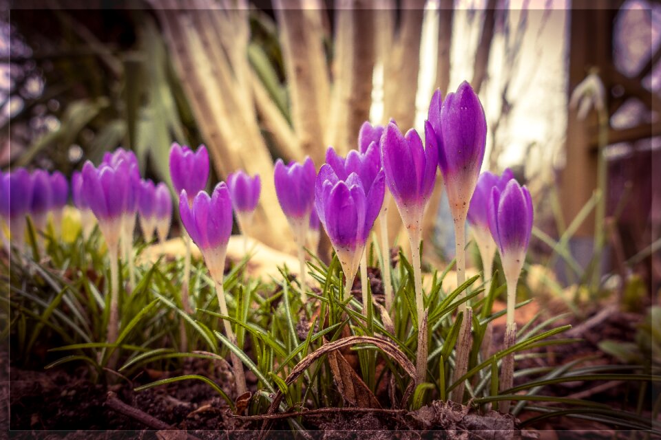 Spring flower nature garden
