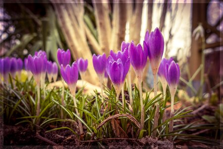 Spring flower nature garden
