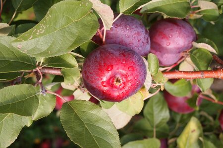 Vermont food red tree