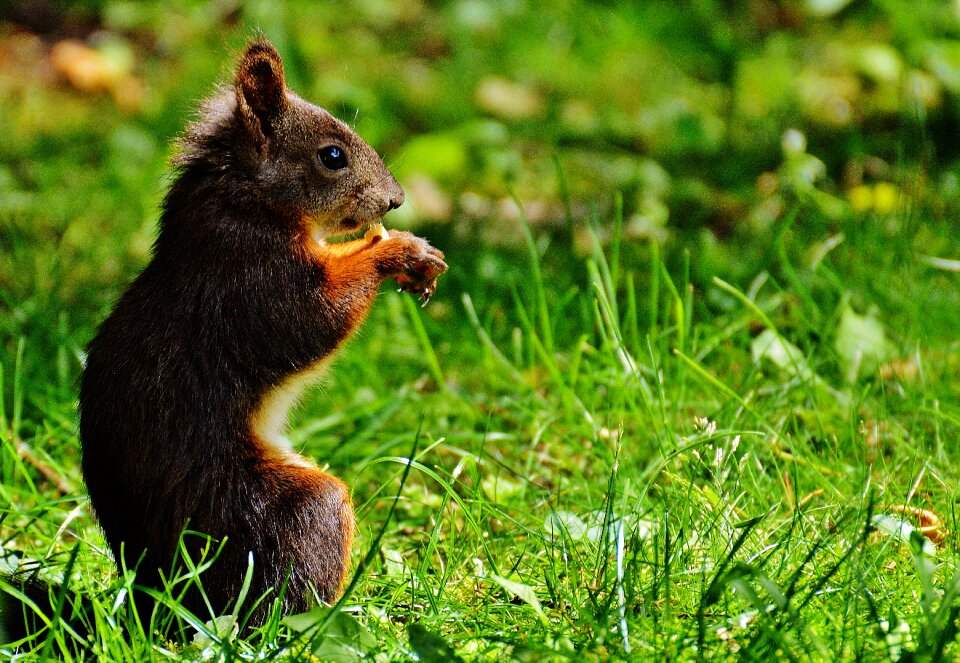 Nature rodent garden