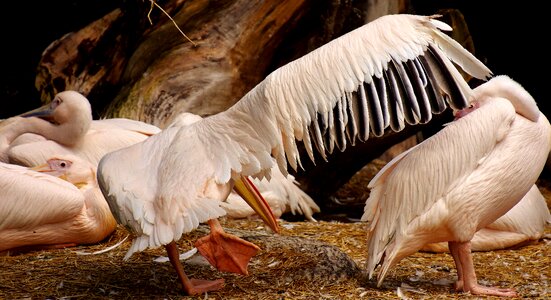 Birds animal plumage