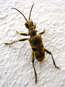 Beetles longhorn beetles brouček