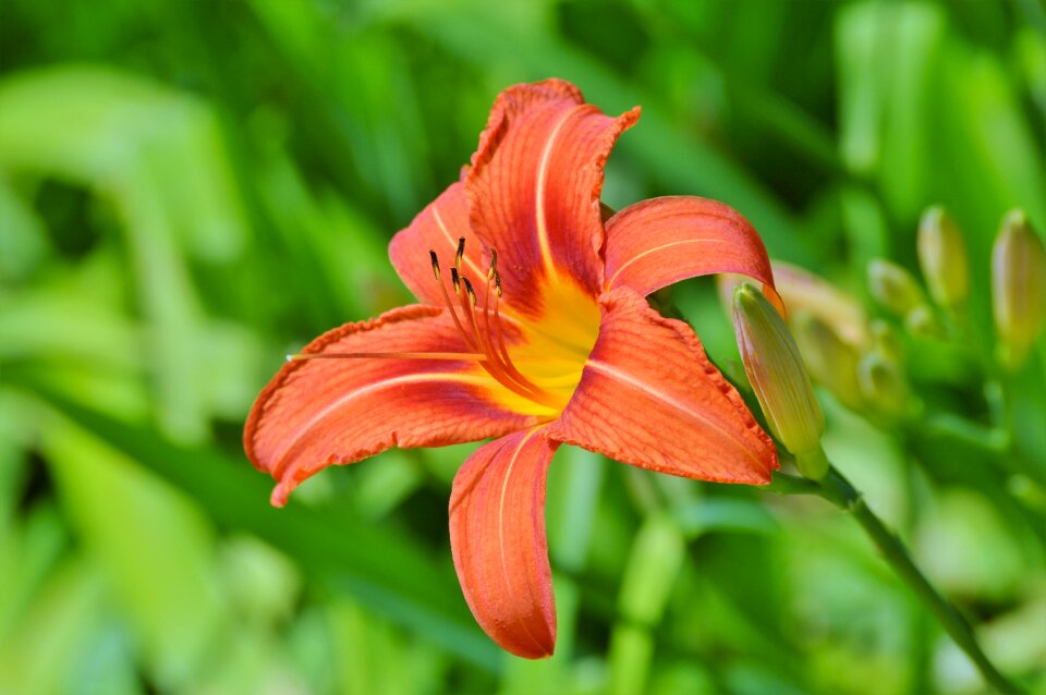 Blossom bloom plant