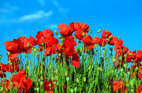 Red field of poppies nature photo