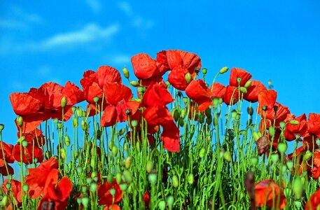 Red field of poppies nature