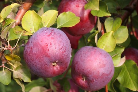 Vermont food red tree