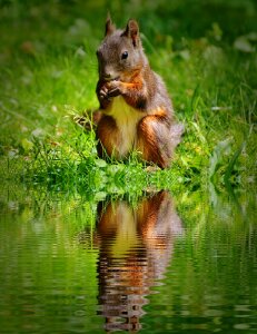Water bank mirroring