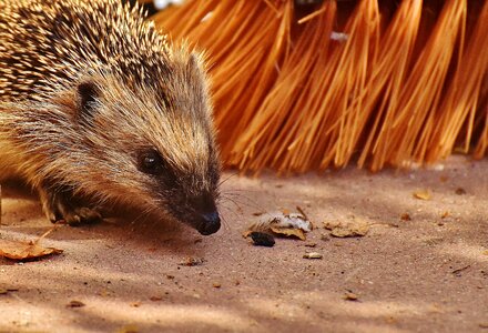 Animal spur nature photo